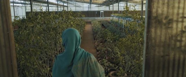 10 Billion Tree Tsunami, Public sector